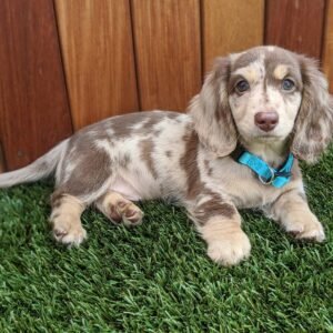 Oliver (Male)