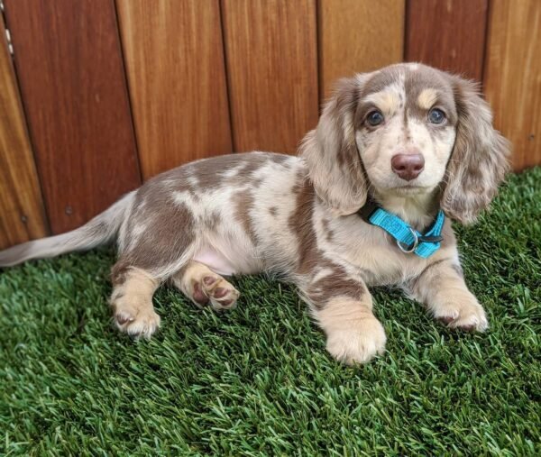 Oliver (Male)