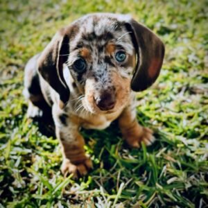 Pluto (Male)