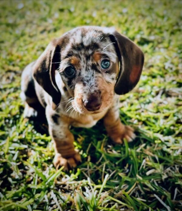 Pluto (Male)