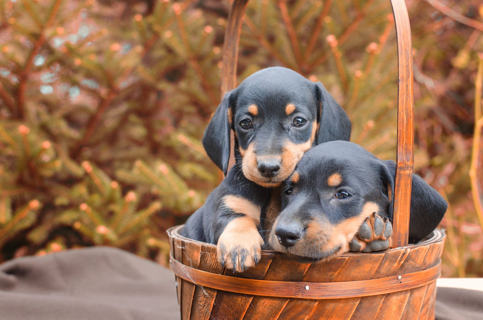 Portrait of black dachshund dog puppies.