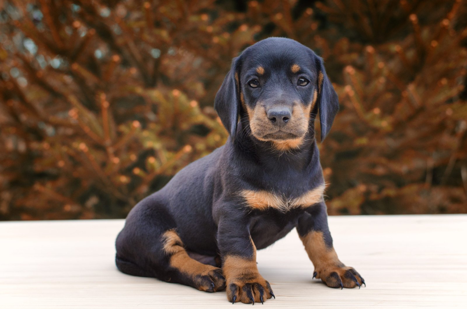 Portrait of black dachshund dog puppy.